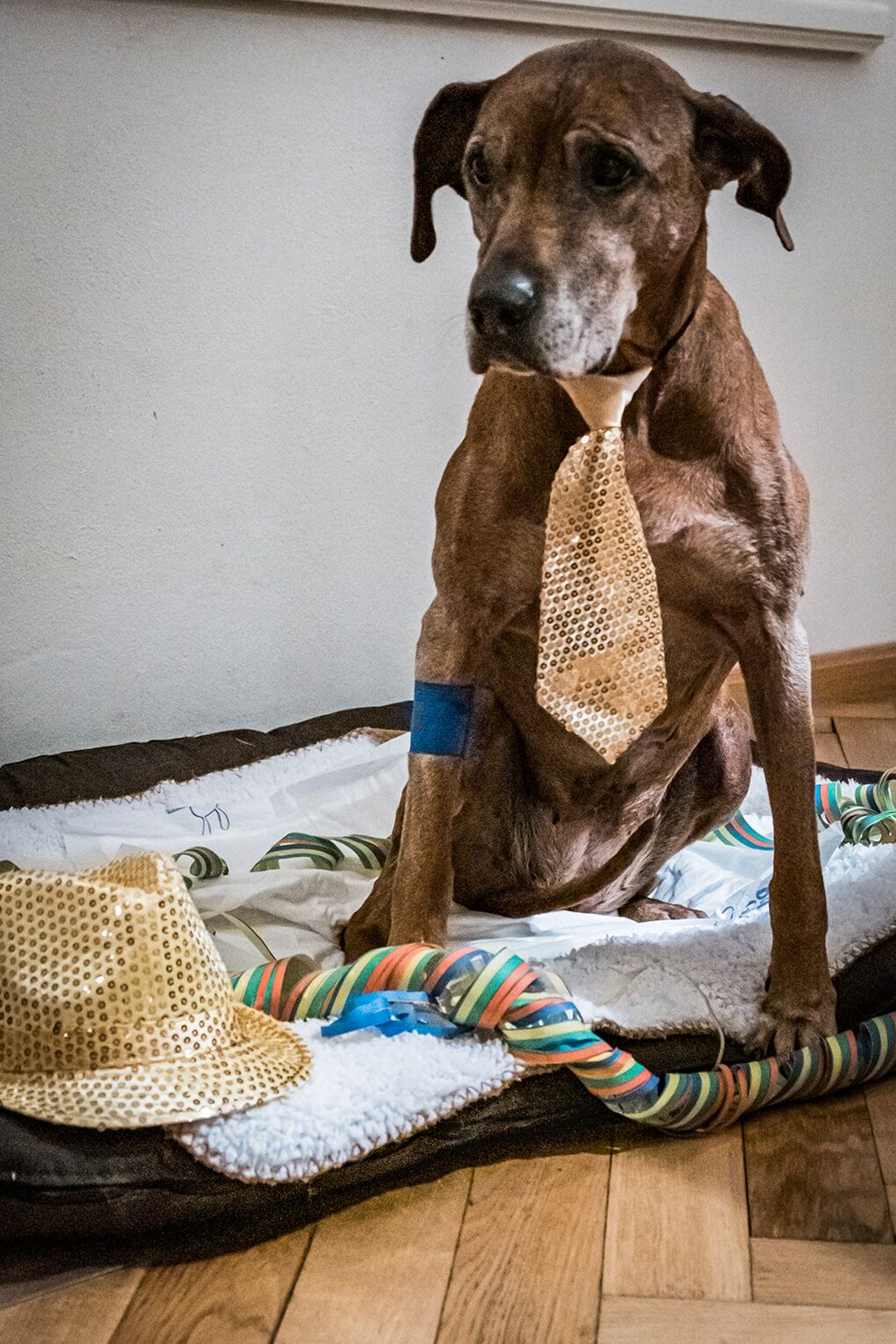 Ema feiert ihren 13 Geburtstag und ist damit seit langem ein fester Teil im Logistikbranche von euro.COURIER.