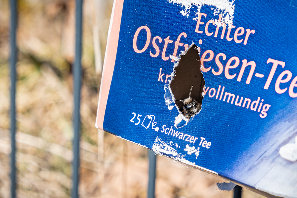 euro.COURIER setzt im Bereich Naturschutz auch auf Mauerbienen, hier die gehörnte Mauerbiene, die im Firmengelände angesiedelt wurden.